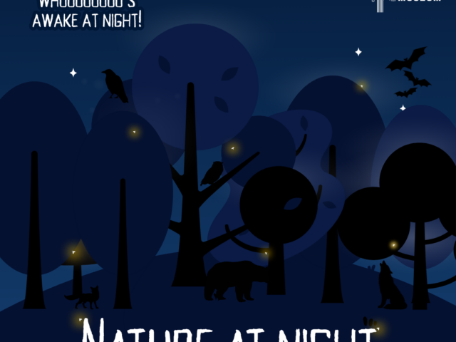 Nature at Night- Lewisburg Children's Museum
