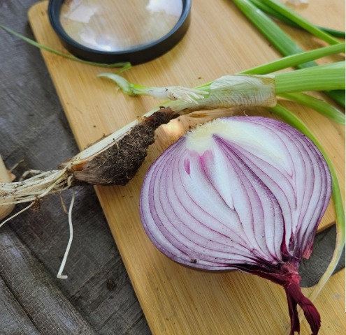 River Valley Nature School: Let’s Cook!