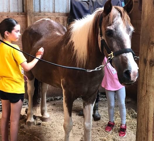 Frosty Oak Stables- Tiny Tot Camp