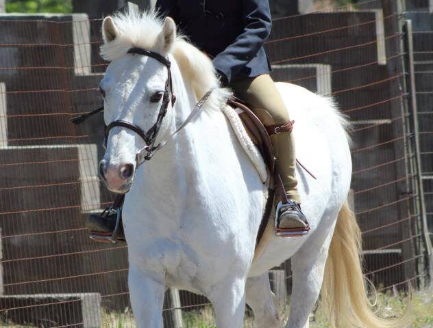 Frosty Oak Stables- 5 Day Camp (2)